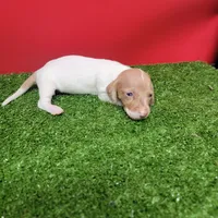 White and tan female , a male Miniature Dachshund for sale in Walnut Grove, MS – 2 of 7