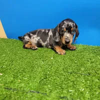 Silver Dapple male 1, a male Miniature Dachshund for sale in Walnut Grove, MS – 2 of 7