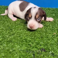 Chocolate and white male , a male Miniature Dachshund for sale in Walnut Grove, MS – 5 of 10