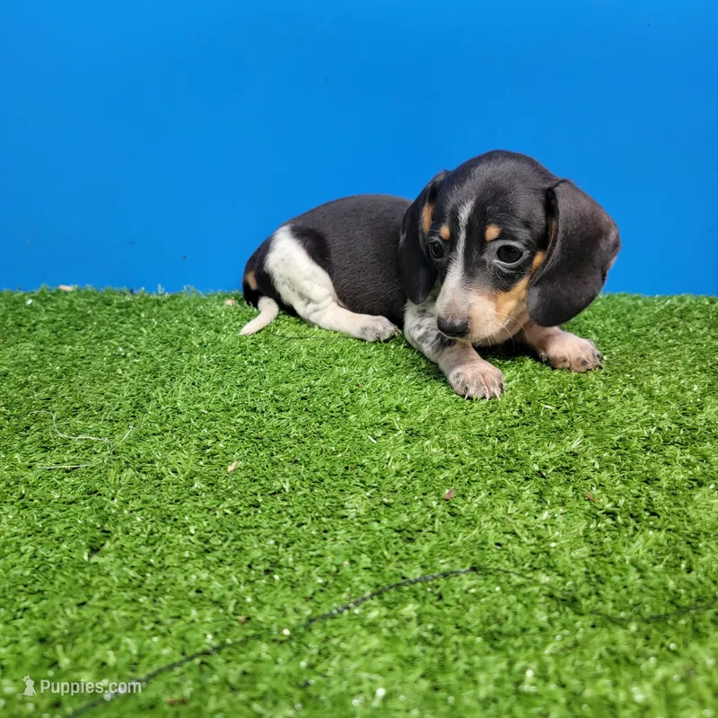 Black and white female  – Miniature Dachshund puppy for sale in Walnut Grove, MS