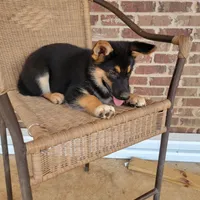 Black-and-tan smooth coat male 2, a male German Shepherd Dog for sale in Walnut Grove, MS – 10 of 10