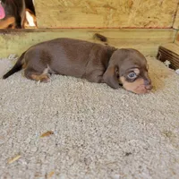 Chocolate and tan female , a female Miniature Dachshund for sale in Walnut Grove, MS – 3 of 6