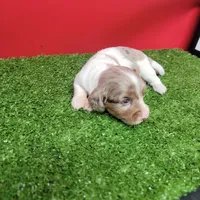 Longhair female , a female Miniature Dachshund for sale in Walnut Grove, MS – 4 of 10