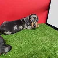 Silver dapple male 2, a male Miniature Dachshund for sale in Walnut Grove, MS – 4 of 5