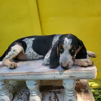 Male 1, a male Bluetick Coonhound for sale in Walnut Grove, MS – 2 of 7