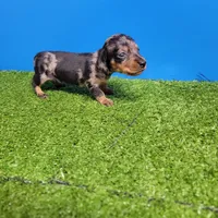 Silver dapple male 2, a male Miniature Dachshund for sale in Walnut Grove, MS – 2 of 7