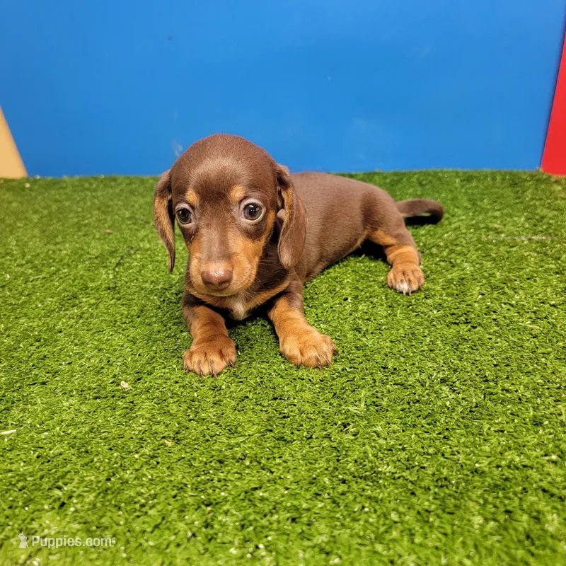 Chocolate  female  – Miniature Dachshund puppy for sale in Walnut Grove, MS