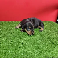 Black and tan female 1, a female Miniature Dachshund for sale in Walnut Grove, MS – 4 of 8