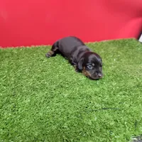 Black-and-tan longhair female , a female Miniature Dachshund for sale in Walnut Grove, MS – 3 of 7