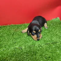 Black and tan female 1, a male Miniature Dachshund for sale in Walnut Grove, MS – Photo 2 of 9
