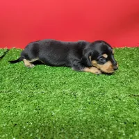 Black and tan female 1, a male Miniature Dachshund for sale in Walnut Grove, MS – Photo 5 of 9
