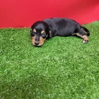 Black and tan female 1, a male Miniature Dachshund for sale in Walnut Grove, MS – Photo 4 of 9