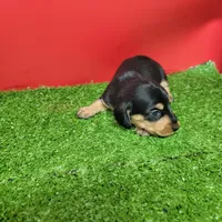 Black and tan female 1, a male Miniature Dachshund for sale in Walnut Grove, MS – Photo 7 of 9