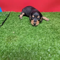 Black and tan female 1, a male Miniature Dachshund for sale in Walnut Grove, MS – Photo 9 of 9