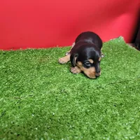 Black and tan female 1, a male Miniature Dachshund for sale in Walnut Grove, MS – Photo 6 of 9