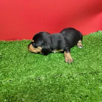 Black and tan female 1, a male Miniature Dachshund for sale in Walnut Grove, MS – Photo 3 of 9