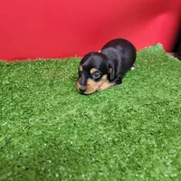 Black and tan female 1, a male Miniature Dachshund for sale in Walnut Grove, MS – Photo 8 of 9