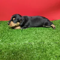 Black and tan female 1, a male Miniature Dachshund for sale in Walnut Grove, MS – Photo 1 of 9