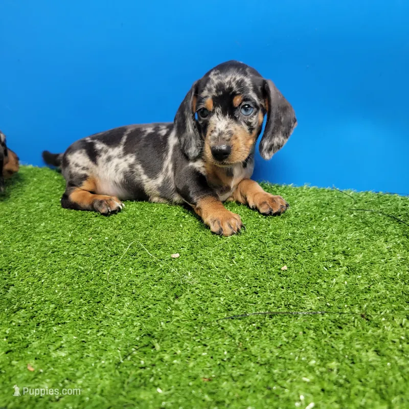 Silver Dapple male 1 – Miniature Dachshund puppy for sale in Walnut Grove, MS