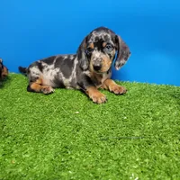 Silver Dapple male 1, a male Miniature Dachshund for sale in Walnut Grove, MS – 1 of 7