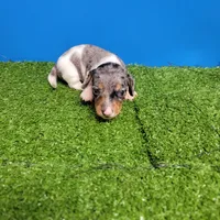 Silver dapple and white male , a male Miniature Dachshund for sale in Walnut Grove, MS – 8 of 9