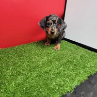 Silver dapple male 2, a male Miniature Dachshund for sale in Walnut Grove, MS – 2 of 5