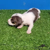 Chocolate and white male , a male Miniature Dachshund for sale in Walnut Grove, MS – 3 of 10