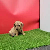 Tan female , a female Miniature Dachshund for sale in Walnut Grove, MS – 6 of 9