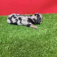 Silver dapple female 3, a female Miniature Dachshund for sale in Walnut Grove, MS – 3 of 9