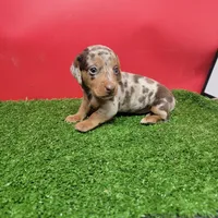 Handsome , a male Miniature Dachshund for sale in Walnut Grove, MS – 3 of 6