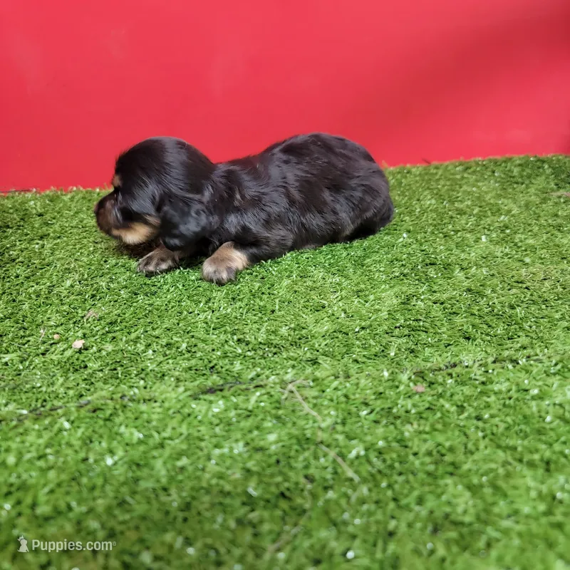 Black-and-tan longhair female  – Miniature Dachshund puppy for sale in Walnut Grove, MS