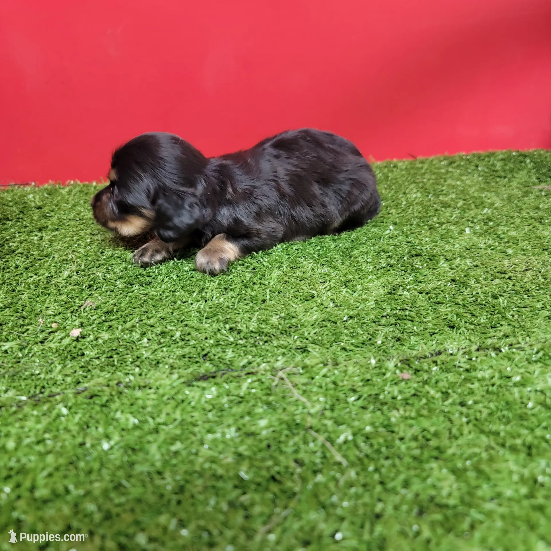 マダムダックス Black-and-tan longhair female – Miniature Dachshund Puppy
