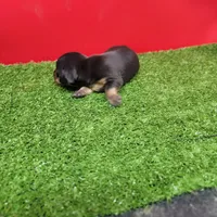 Black-and-tan female , a female Miniature Dachshund for sale in Walnut Grove, MS – 3 of 8