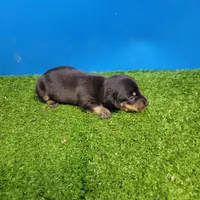 Black and tan male 2, a male Miniature Dachshund for sale in Walnut Grove, MS – 6 of 8
