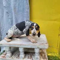 Female 3, a female Bluetick Coonhound for sale in Walnut Grove, MS – 2 of 4