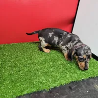 Silver dapple male 2, a male Miniature Dachshund for sale in Walnut Grove, MS – 5 of 5