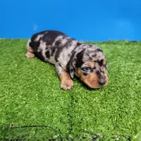 Silver dapple male 2, a male Miniature Dachshund for sale in Walnut Grove, MS – 4 of 10