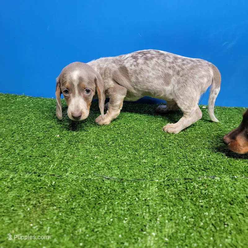 Silver and white ticked male , a male Miniature Dachshund for sale in Walnut Grove, MS – Photo 1 of 5