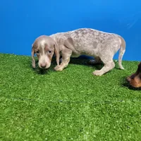 Silver and white ticked male , a male Miniature Dachshund for sale in Walnut Grove, MS – Photo 1 of 5