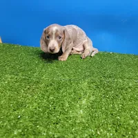 Silver and white ticked male , a male Miniature Dachshund for sale in Walnut Grove, MS – Photo 2 of 5