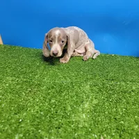 Silver and white ticked male , a male Miniature Dachshund for sale in Walnut Grove, MS – Photo 4 of 5