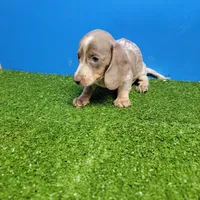 Silver and white ticked male , a male Miniature Dachshund for sale in Walnut Grove, MS – Photo 3 of 5