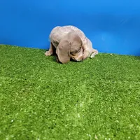 Silver and white ticked male , a male Miniature Dachshund for sale in Walnut Grove, MS – Photo 5 of 5