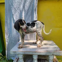 Female 4, a female Bluetick Coonhound for sale in Walnut Grove, MS – 4 of 6