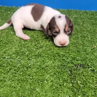 Chocolate and white male , a male Miniature Dachshund for sale in Walnut Grove, MS – 4 of 10