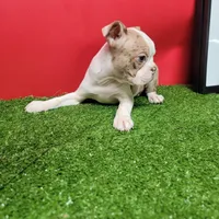 Dapple male 1, a male Boston Terrier for sale in Walnut Grove, MS – Photo 5 of 7