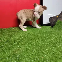 Dapple male 1, a male Boston Terrier for sale in Walnut Grove, MS – Photo 2 of 7