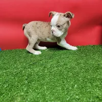 Dapple male 1, a male Boston Terrier for sale in Walnut Grove, MS – Photo 7 of 7