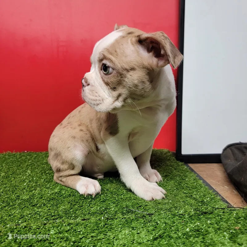 Dapple male 1 – Boston Terrier puppy for sale in Walnut Grove, MS