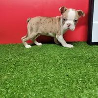 Dapple male 1, a male Boston Terrier for sale in Walnut Grove, MS – Photo 6 of 7